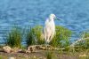 camping ornithologie camargue