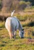 cheval camargue via rhona