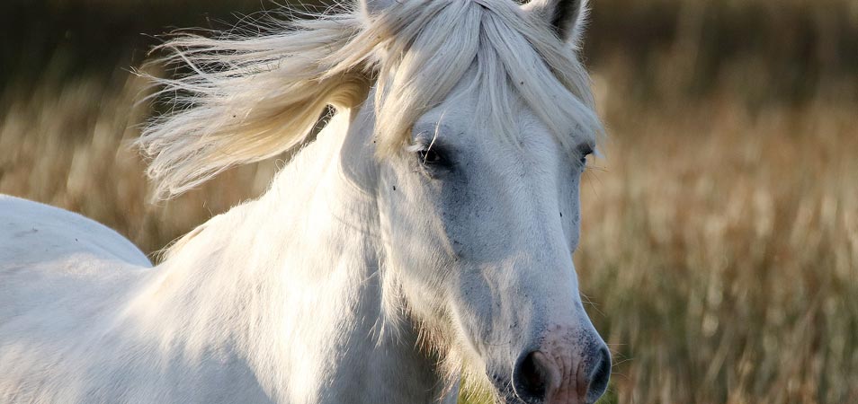 cheval camargue