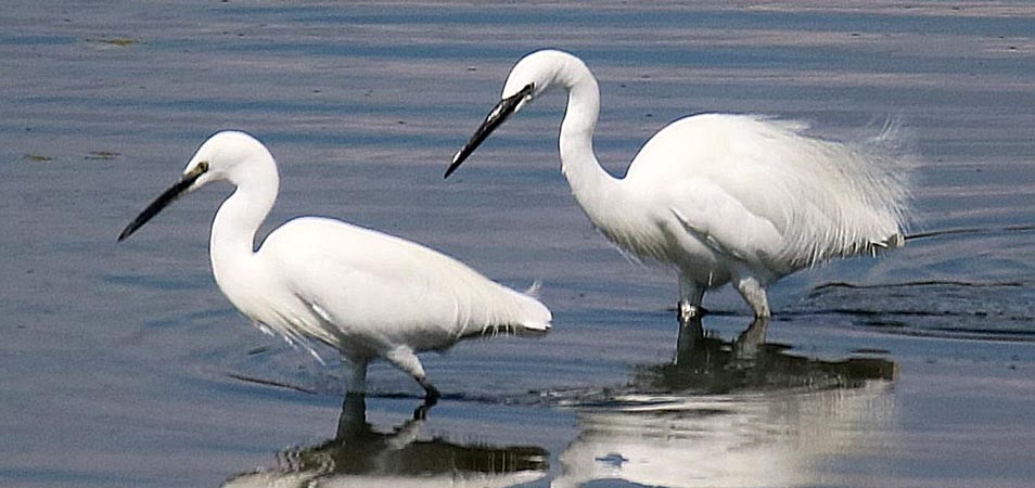 oiseaux camargue