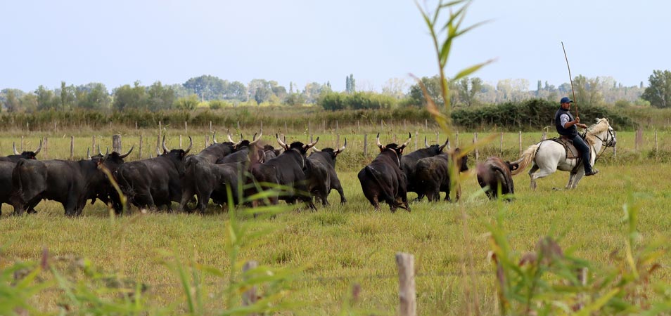 taureaux camargue