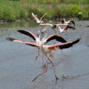 flamants roses camargues