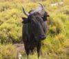 taureaux de camargue