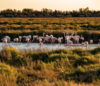 Flamants roses en Camargue