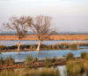 Petite Camargue