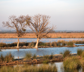 Petite Camargue