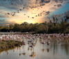 Flamants Roses Pont du Gau