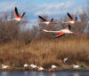 Balade en bateau en Camargue