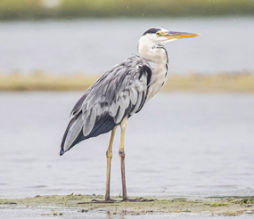 Héron dans la réserve naturel régionale du scamandre