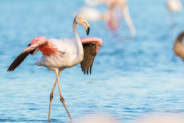 flamants roses en Camargue