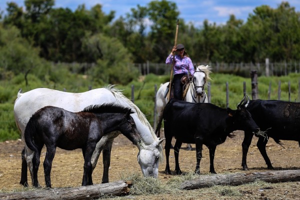 manade en Camargue