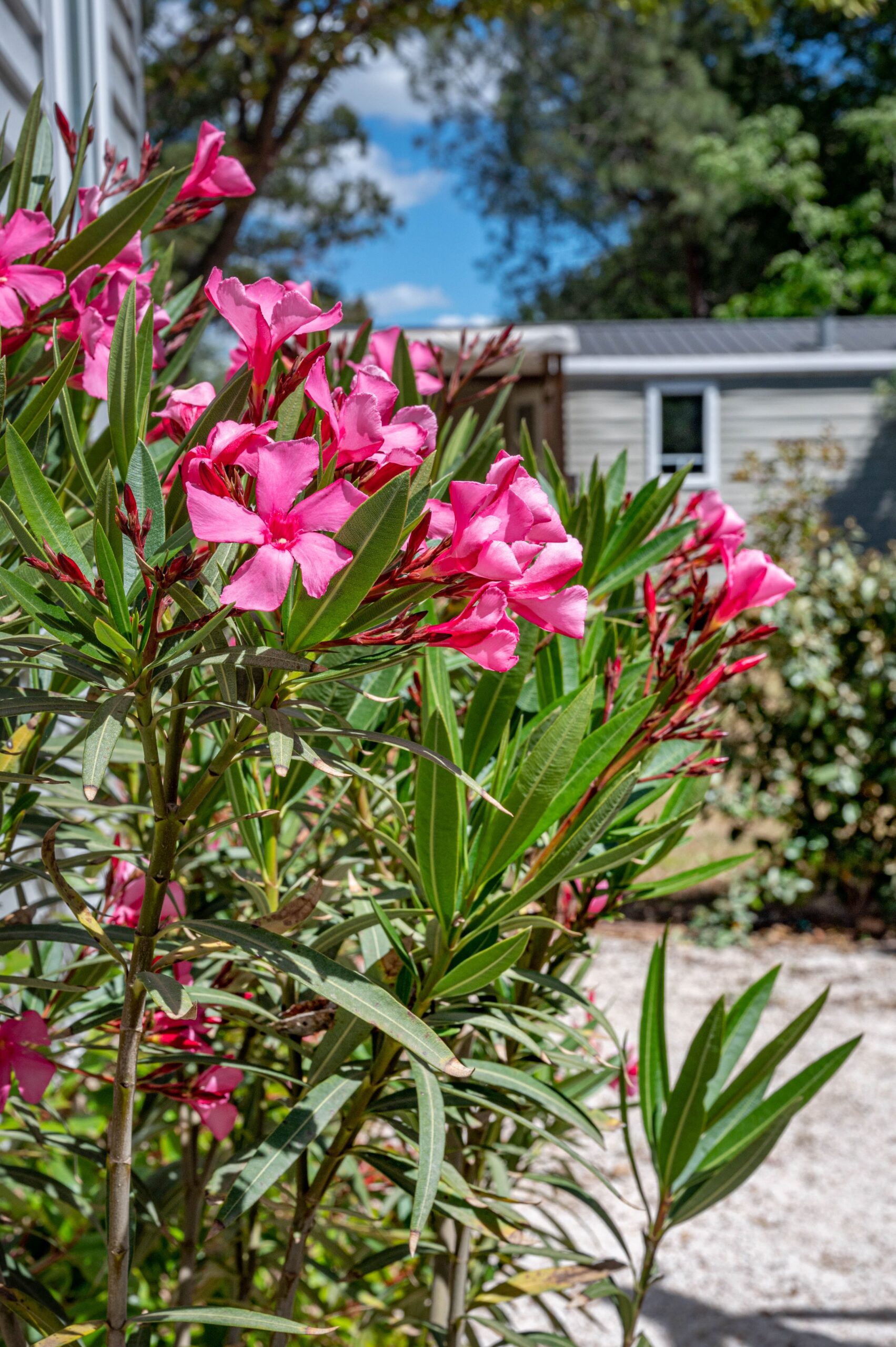 location camping camarguais