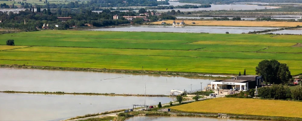 riz en Camargue