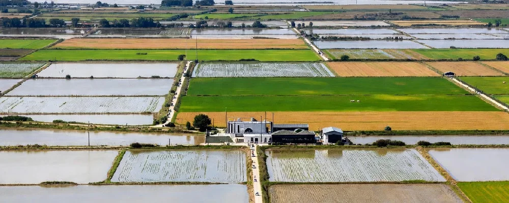rizières de Camargue